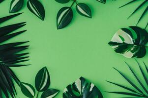 Colorful tropical leaves on pastel green background. Minimal summer exotic concept with copy space. Creative nature layout. Border arrangement. Top view banner. photo