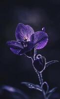 beautiful glowing purple flower blooms in night, showcasing its delicate petals and vibrant color photo