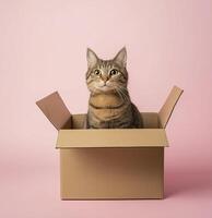 a Curious cat sitting in cardboard box pink background photo