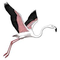 A drawing of a flamingo flying in the air vector