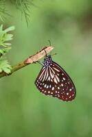 Closeup view of beautiful Tirumala hamata hanging on a twig, commonly known as the dark tiger, a butterfly of the family Nymphalidae. photo