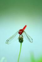 Crocothemis erythraea perches on a flower bud, also known as scarlet dragonfly, broad scarlet, common scarlet-darter, and scarlet darter, a species of dragonfly in the family Libellulidae. . photo