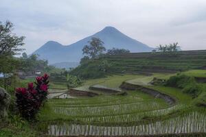 The beauty of terraced rice fields and Mount Penanggungan in the background, a small stratovolcano in East Java. photo