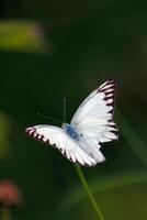 Appias libythea spreads the wings on a flower bud, commonly known as the striped albatross, a small butterfly found in south and southeast Asia photo