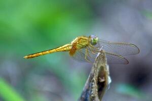 The common darter, Sympetrum striolatum, perches on a branch, a dragonfly of the family Libellulidae native to Eurasia. photo