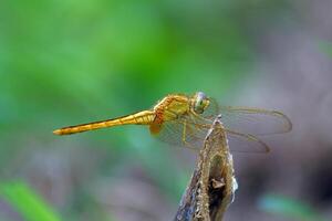 The common darte, Sympetrum striolatum, is a dragonfly of the family Libellulidae native to Eurasia. photo