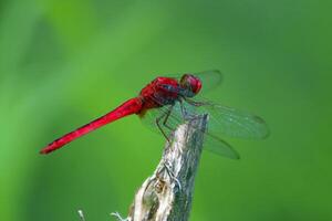 Crocothemis erythraea, The scarlet dragonfly, is a species of dragonfly in the family Libellulidae. Its common names include broad scarlet, common scarlet-darter, and scarlet darter. photo
