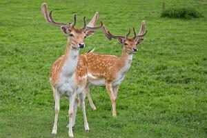 Fallow deers in a clearing in the wild photo