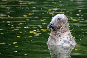 Seal swimming in the water photo