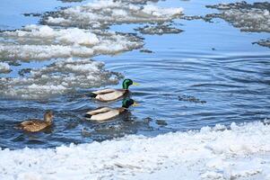 three ducks swimming in the water near some ice photo