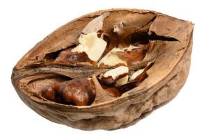 Half of walnut with fruits on isolated background photo