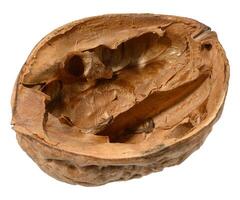Half of walnut, empty shell on isolated background. photo