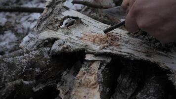 Starting a Fire with a Ferro Rod in Winter, Close-up of hands using a ferro rod to ignite birch bark tinder in a snowy outdoor setting. The scene reflects survival, bushcraft skills. video