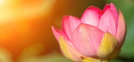 A pink lotus flower sways in the wind. Against the background of their green leaves. Lotus field on the lake in natural environment. photo