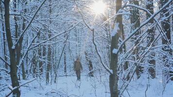 A hiker strolls through a tranquil, snow-covered forest as sunlight filters through the trees, creating a serene winter atmosphere filled with beauty and nature. video