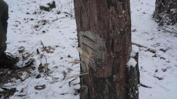 A person is chopping wood from a tree trunk in a snowy forest. Snow blankets the ground, creating a serene winter atmosphere, with wood chips flying. video