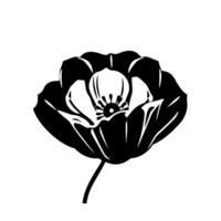 Striking black and white botanical illustration of an open poppy flower, detailed petal structure, and minimalist on a clean white background. vector