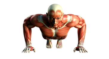 The muscles of a man are shown on a black background png