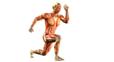 The muscles of a man are shown in this image png