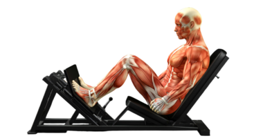 A man sitting on a machine with his muscles on display png