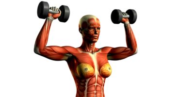 Muscles of the female body png
