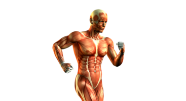The muscles of a man are shown in this image png
