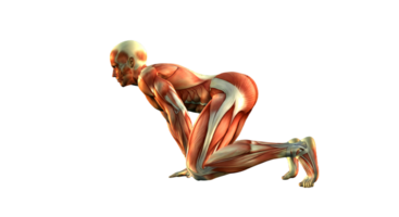 The muscles of a man are shown in this image png