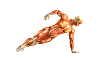 The muscles of a man are shown on a black background png