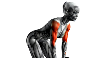 The muscles of the female body are shown in this image png