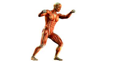 The muscles of a man are shown in this image png