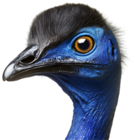 Beautiful Exotic Bird Face Transparent Background png