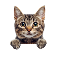 Small Playful Cat Looking Over A Ledge Transparent Background png