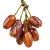 Date palm fruit on a branch png