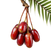 A bunch of red fruits hanging from a palm tree png