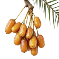 A bunch of ripe dates hanging from a tree branch png
