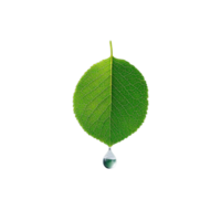A green leaf with a drop of water on it png
