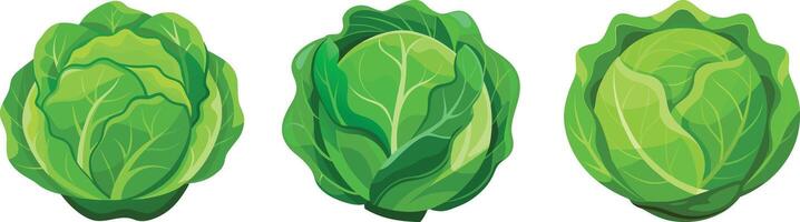 Three different types of lettuce on a white background vector