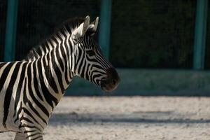 Zebra Zoo Enclosure Daytime. Captive plains zebra profile view at zoo enclosure during daytime, showcasing its distinctive stripes. photo