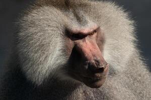 Baboon Portrait Zoo Animal Closeup. A hamadryas baboon stares intensely at the camera, its long, gray fur and prominent snout visible. photo