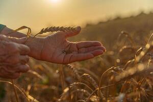 Close up of senior farmers hands holding and examining grains of wheat of wheat against a background of ears in the sunset light. photo