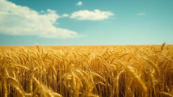 Expansive golden wheat field under a bright blue sky with soft white clouds, embodying serenity and the beauty of nature's abundance. photo