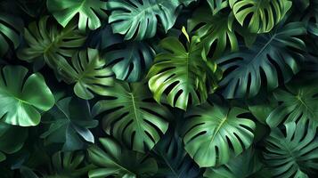 Lush green Monstera leaves create a dense tropical foliage background. The iconic split leaves are vibrant and inviting. photo