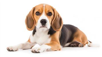 Adorable hound dog lying calmly on a white surface with its head up and forward-facing looking at the camera, ears flopping down. photo