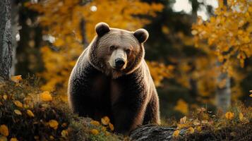 A magnificent brown bear stands in an autumn forest, its fur gleaming in the sunlight, creating a serene yet powerful image. photo