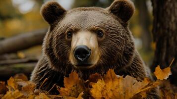A close-up shot of a brown bear with brown fur and expressive eyes in an outdoor setting surrounded by fallen leaves and tree trunks. photo