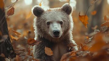 Bear emerging through a pile of fall leaves. The majestic animal is alert, showcasing nature's vibrant transformation in autumn. photo