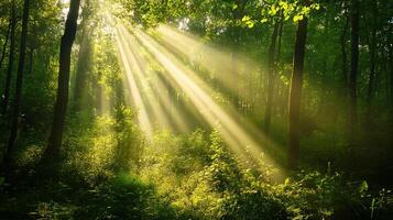 Sunlight streams through lush trees creating a serene forest scene. Rays of light illuminate the vibrant green foliage, nature's tranquility. photo