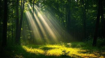 Sunlight filters through a lush, green forest, creating a serene and inviting atmosphere. Rays of light are illuminating the forest ground. photo