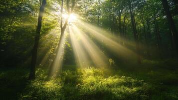 Sunlight streams through a lush forest canopy, casting radiant rays onto the vibrant green foliage below in this natural scene. photo