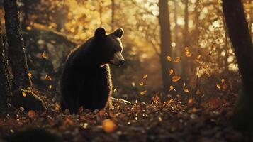 A bear contemplates a forest full of falling leaves, bathed in golden autumn light. Captivating wildlife scene. photo
